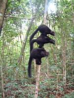 ���� ���� �����-�� - �����